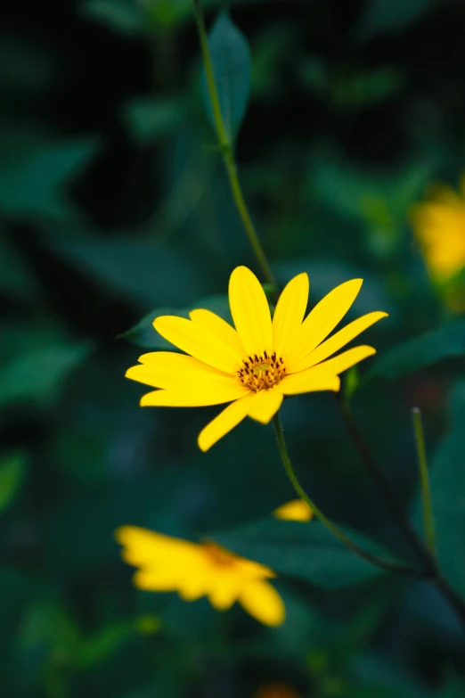 a yellow flower with lots of leaves surrounding it