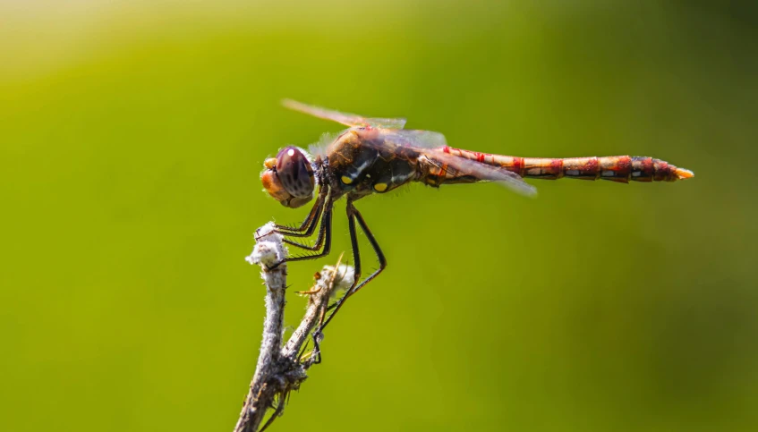 the dragonfly is sitting on a twig with a green background