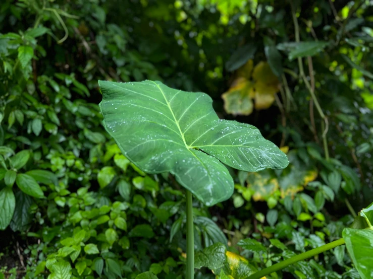 a leaf in the middle of the jungle