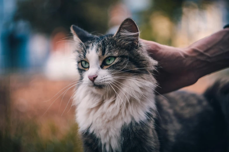 a gray and white cat with green eyes being held by someone