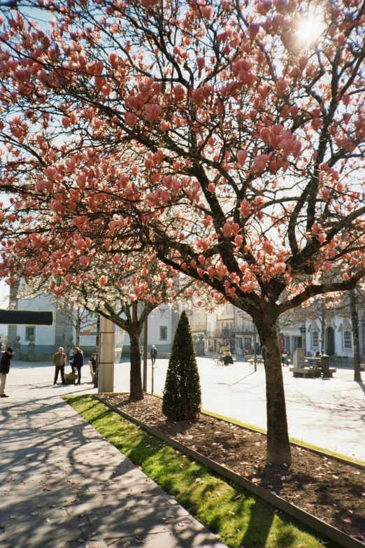 people are standing by a tree in the sun