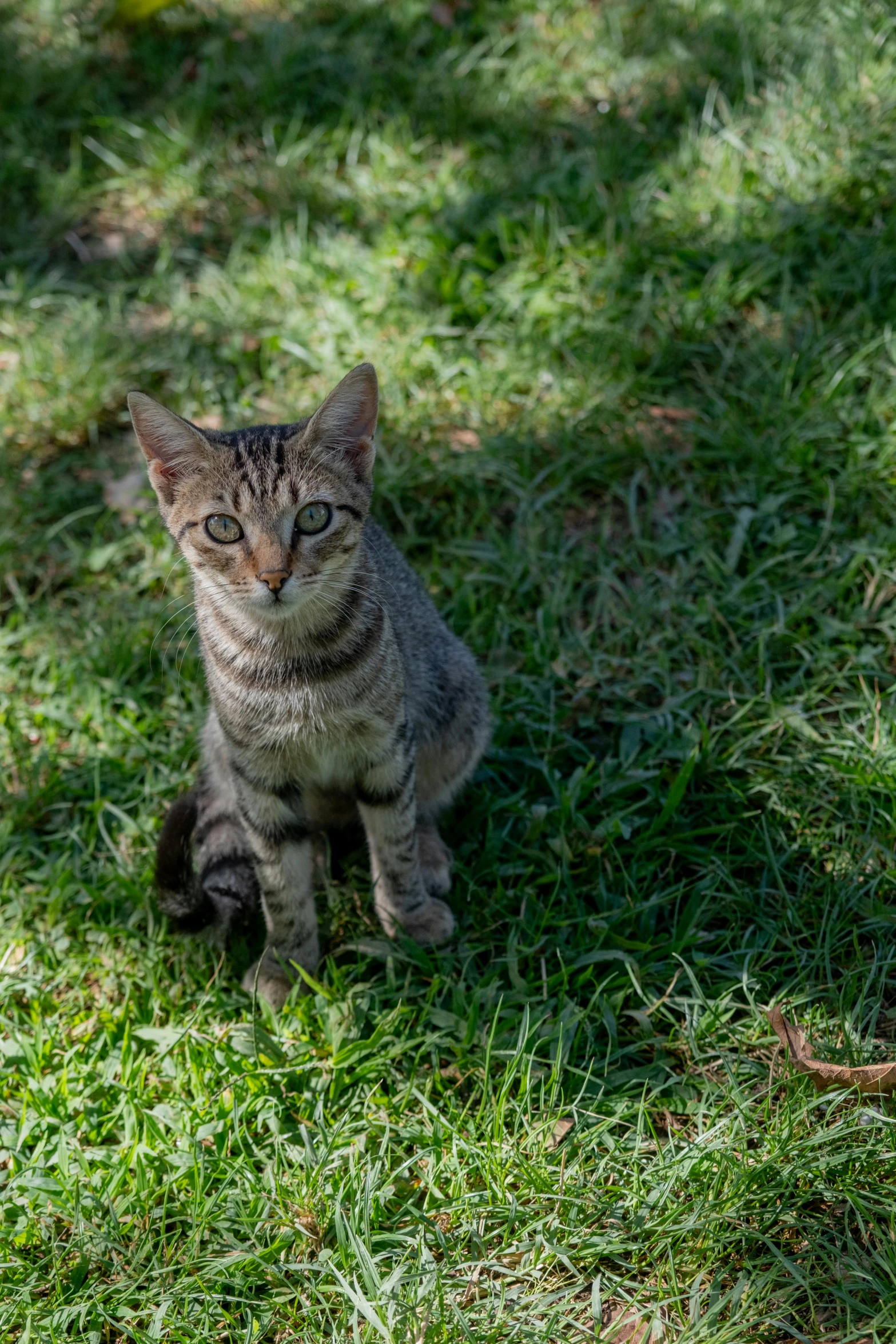 cat sitting in the grass staring off into the distance