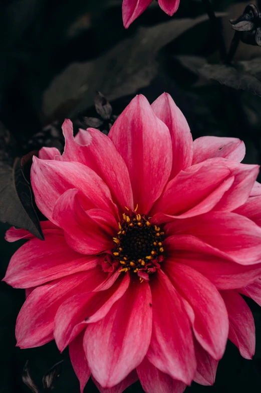 a red flower blooming in the middle of the day