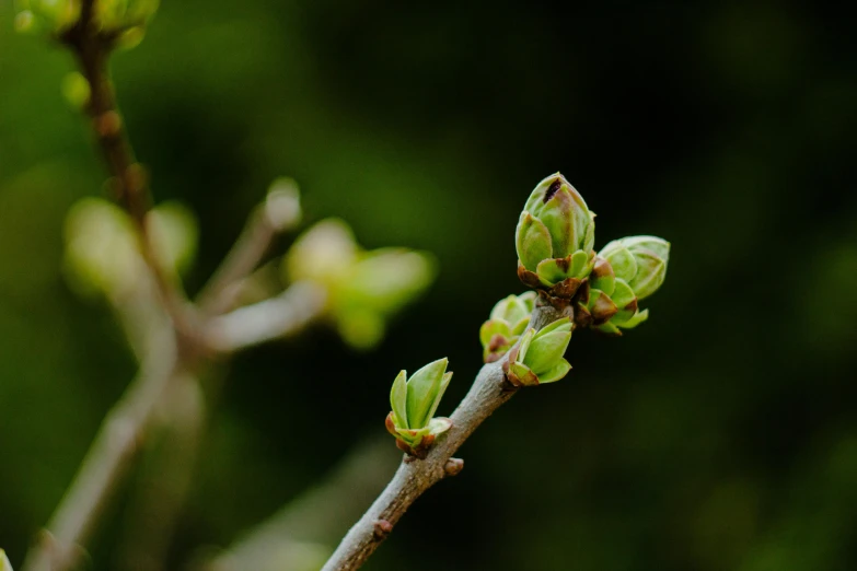 buds on an apple tree with green leaves in the background