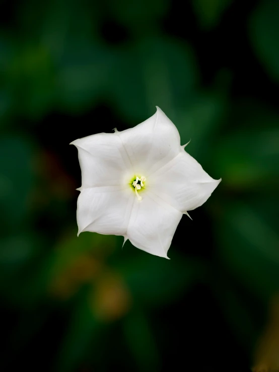 a white flower with a green center sitting in the middle of some leaves