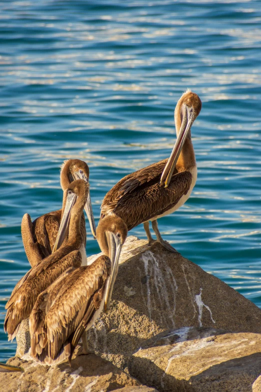 a group of birds are sitting on a rock