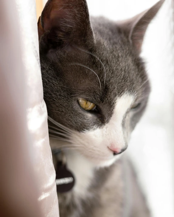 a grey and white cat peeking out of curtain