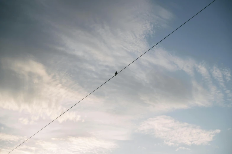 this is birds perching on wires and wires