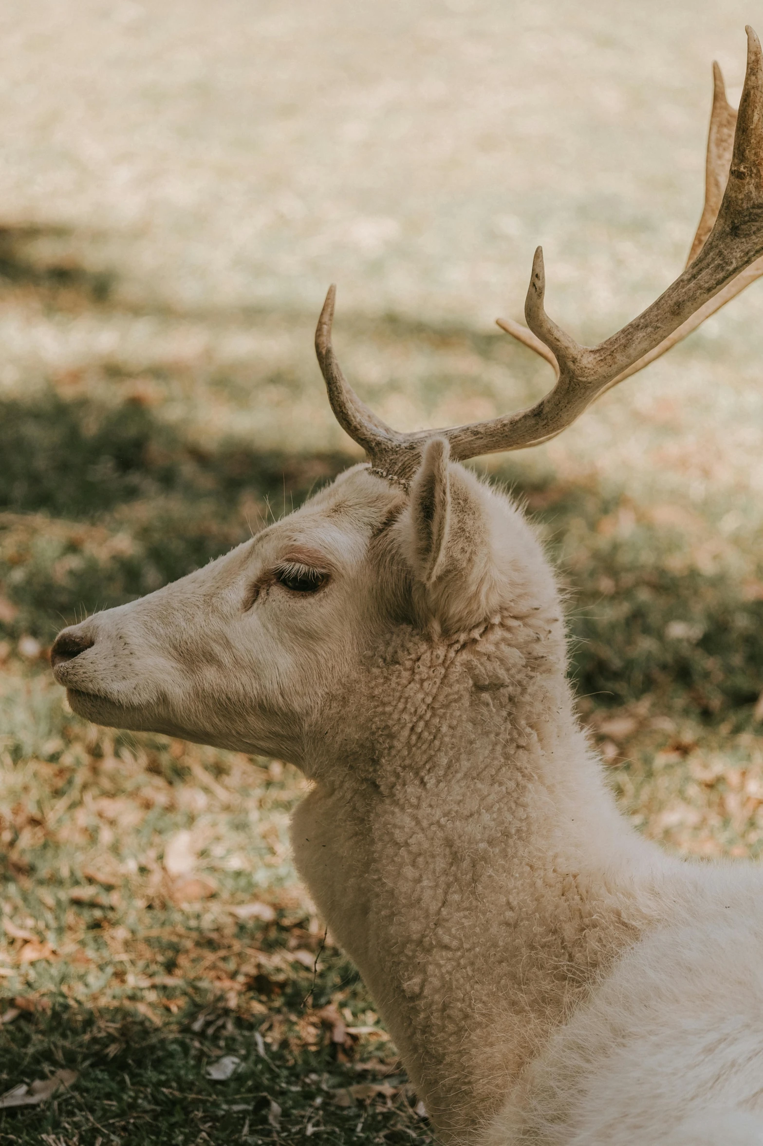 a deer with antlers stands in a field