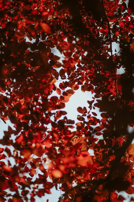 the top part of a tree with leaves scattered about