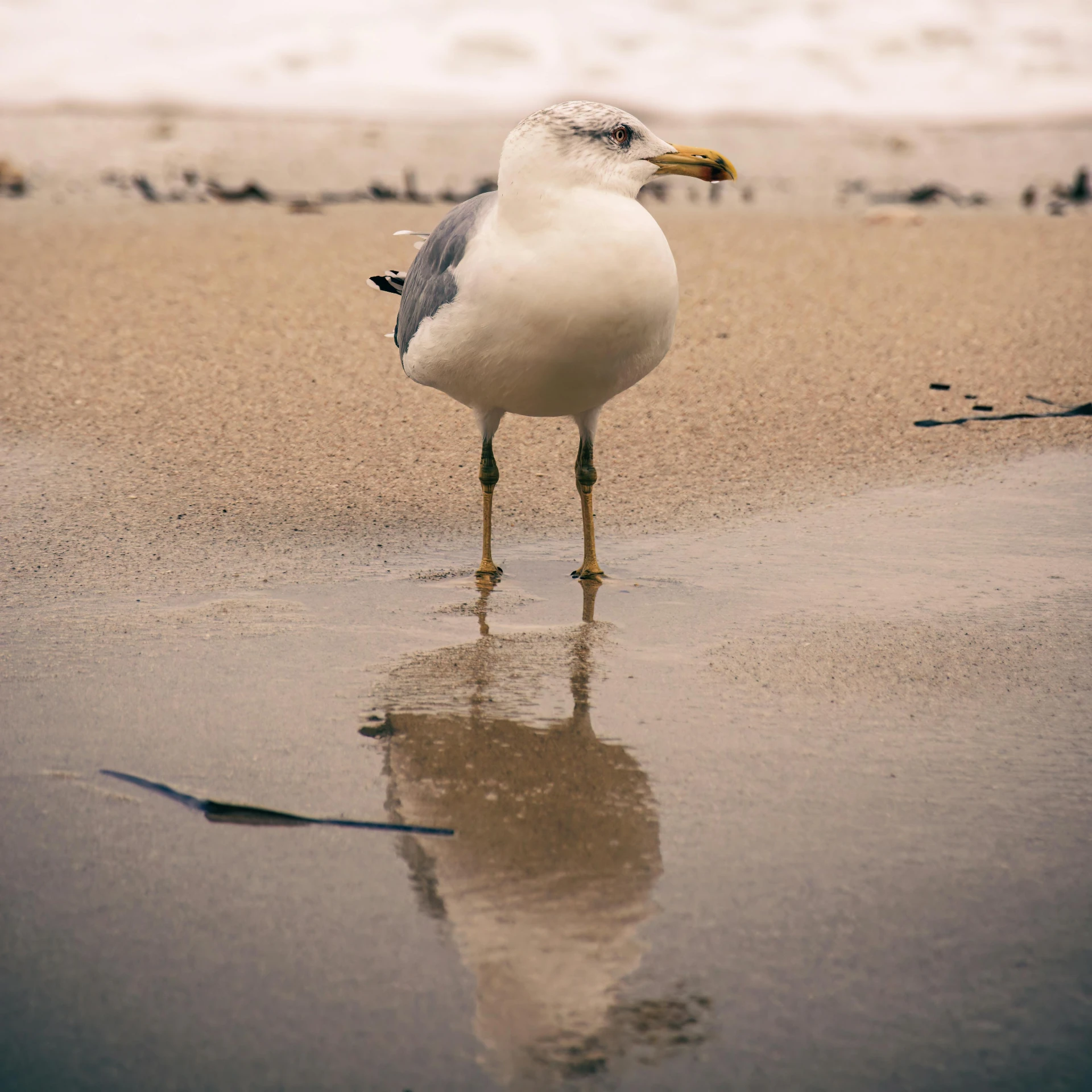 a seagull standing on a wet, sandy beach