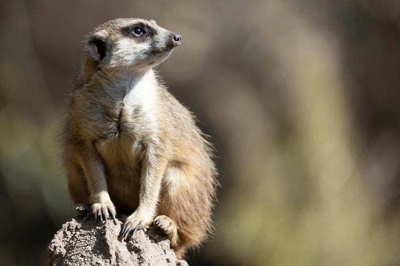 small animal with black and white stripes on top of rock