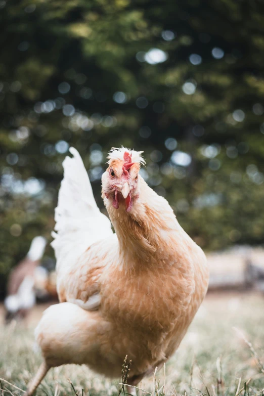 an up close picture of a hen standing in the grass