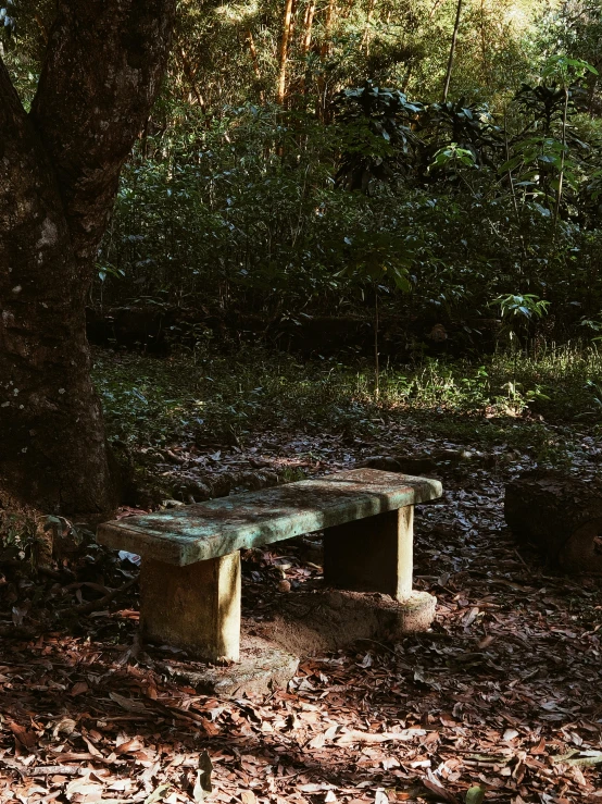 a bench near a tree on the ground