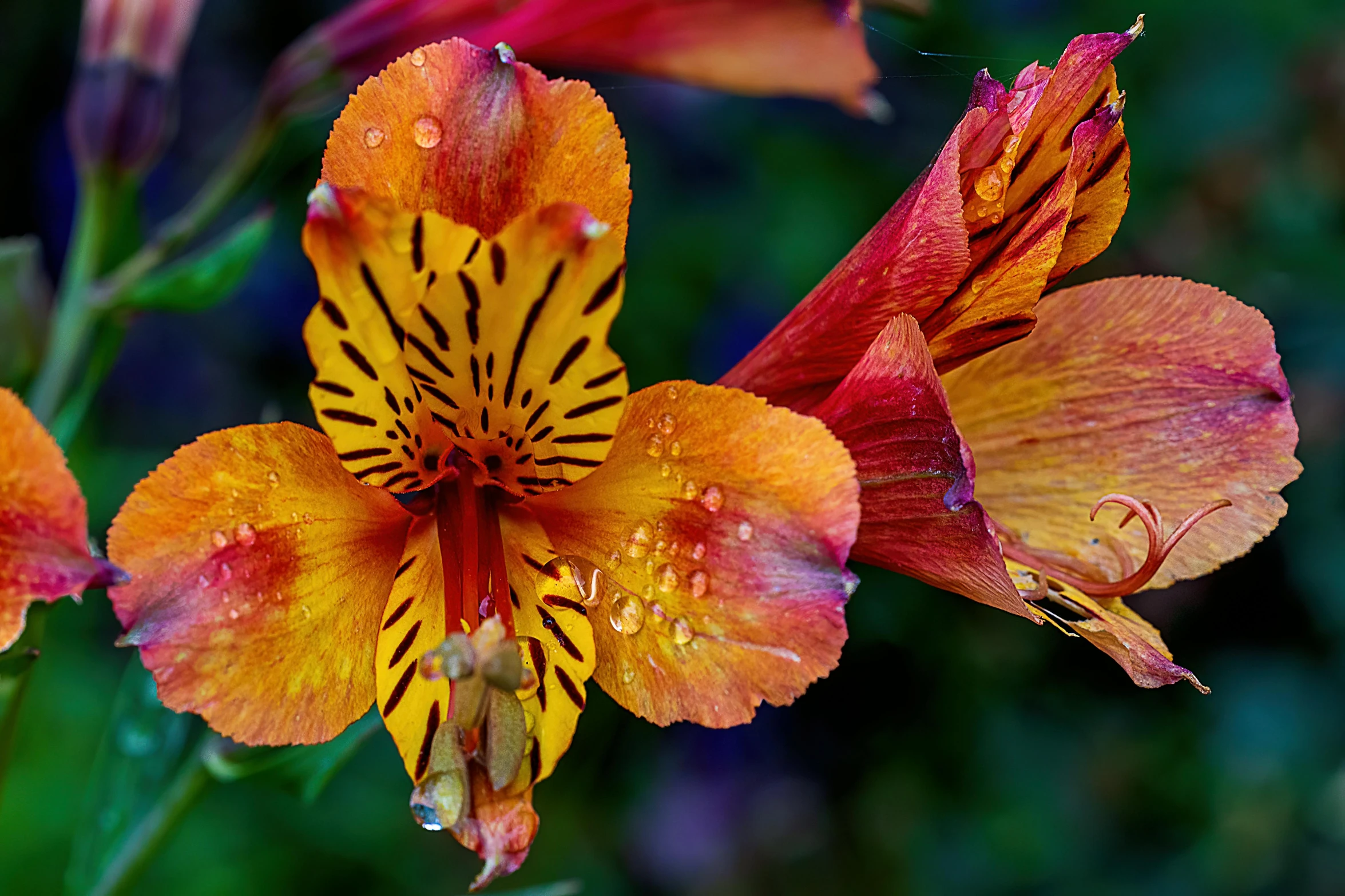 an image of a flower with drops on it