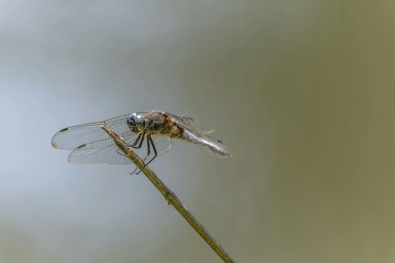 dragonfly perched on top of a plant with a cloudy sky in the background