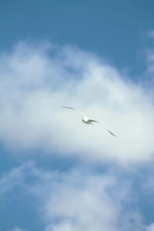 a seagull is flying through the cloudy sky