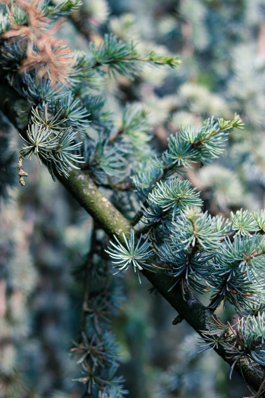 close up of a nch with needles on a tree