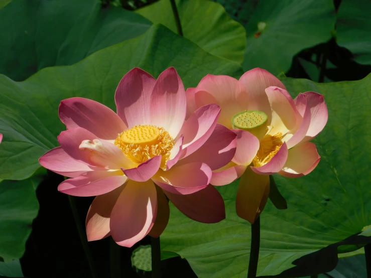 two pink lotus flowers sitting in the middle of green leaves
