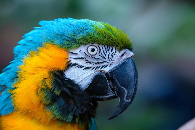 a close - up s of the head of a multicolored parrot