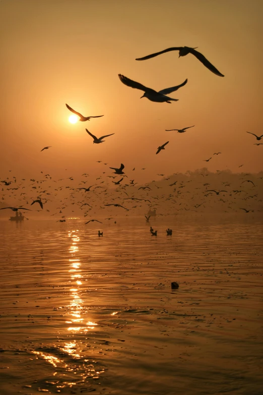 several birds flying in the air over water