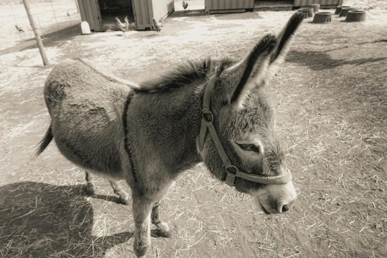 a donkey that has its head down in a fenced - in area