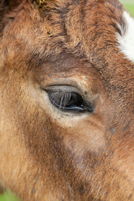 a close up of the inside of a brown and white horse