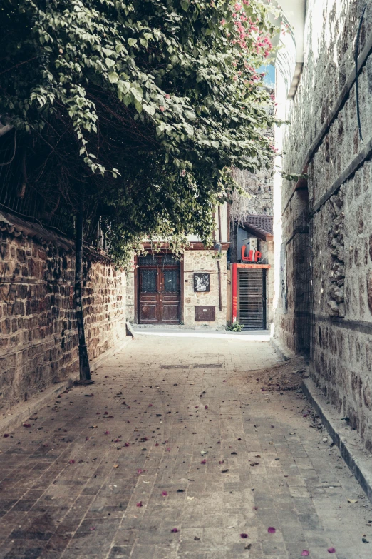 the alley has several benches under a tree