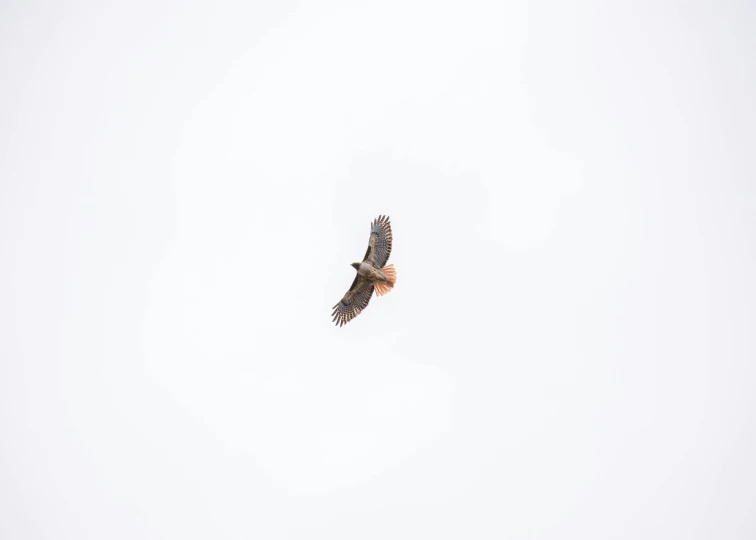 an eagle soaring through a cloudless sky