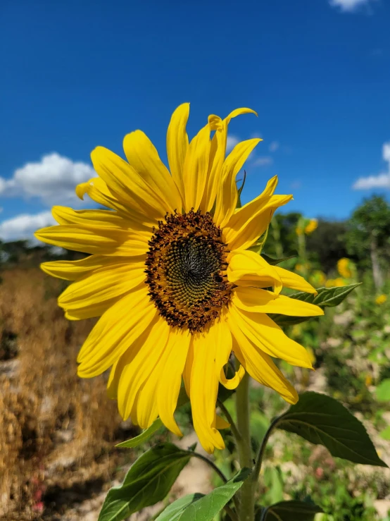 a sunflower growing in a field, surrounded by grass