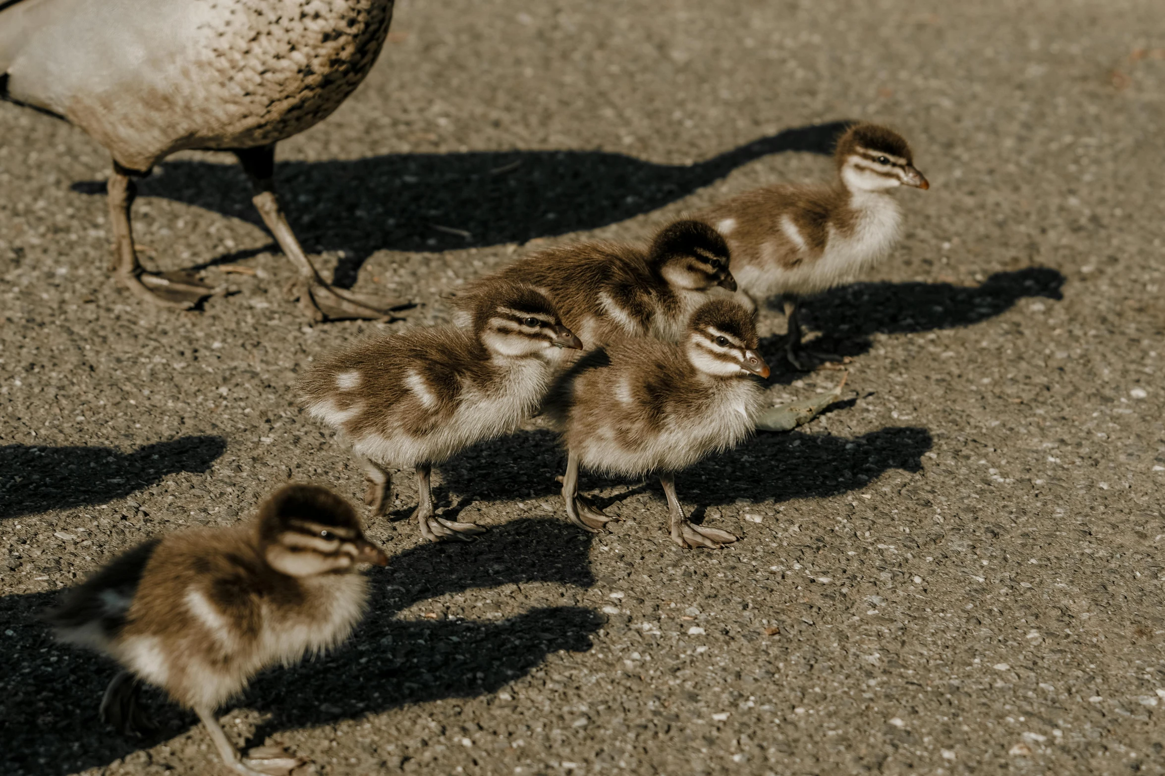 four small ducklings are walking in a line