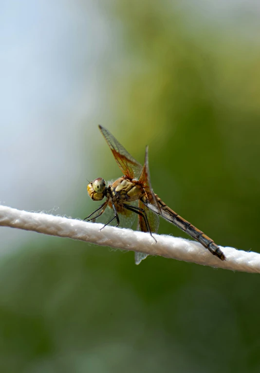 dragonfly resting on a white rope looking at the camera