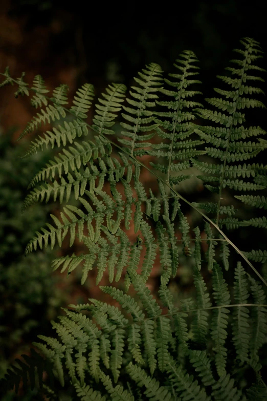 green ferns are in the dark with small bumps on them