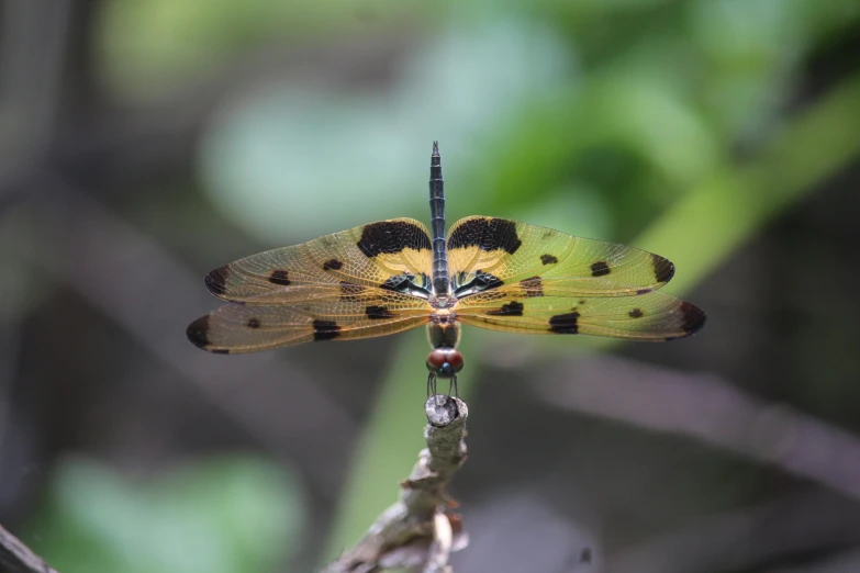 an insect on a plant outside in the day time