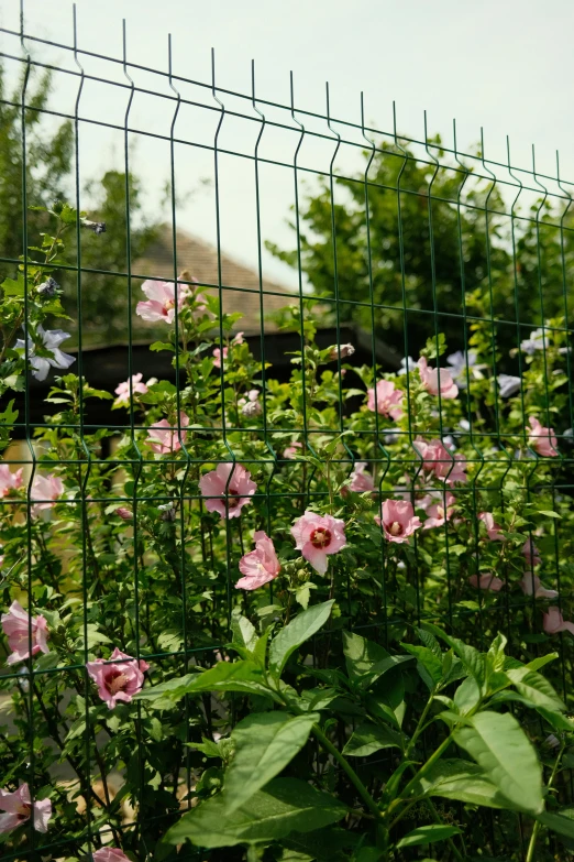 pink flowers grow near a green fence