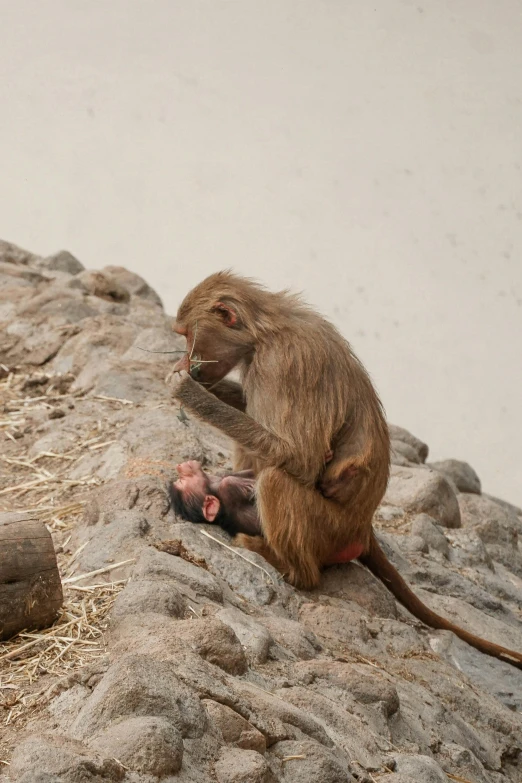 monkey on a rock, next to the baby