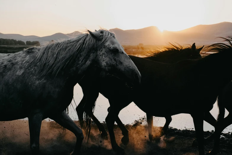 the horses are running next to each other