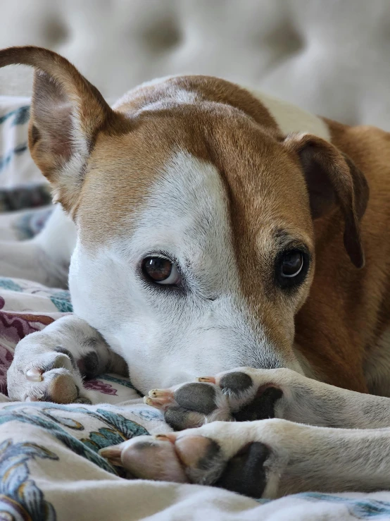 a dog on the bed is resting its head on his pillow