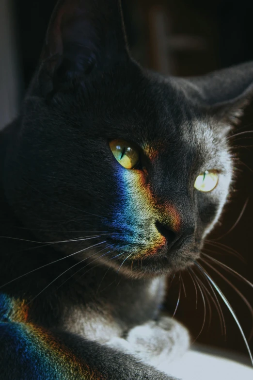 close up of a cat's face, with yellow eyes