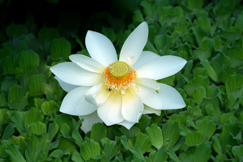 a lotus flower is sitting among some green leaves