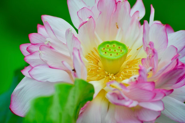 the small flower is sitting next to the green stem