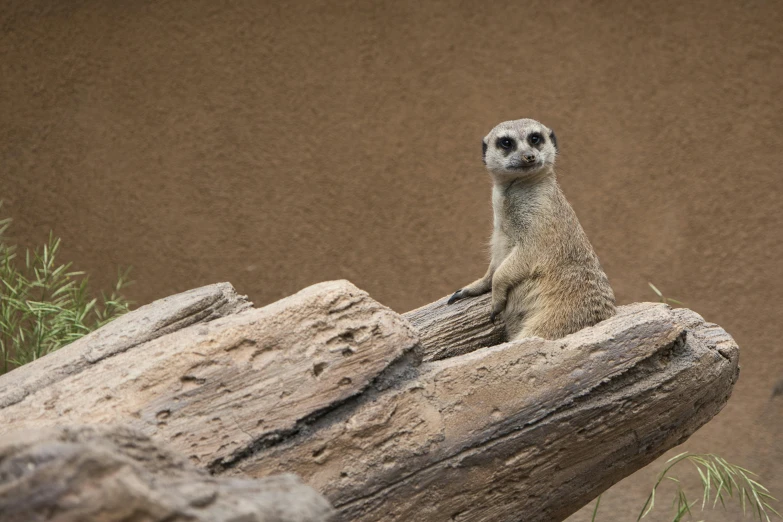 a yellow - colored little meerkat rests atop a large log