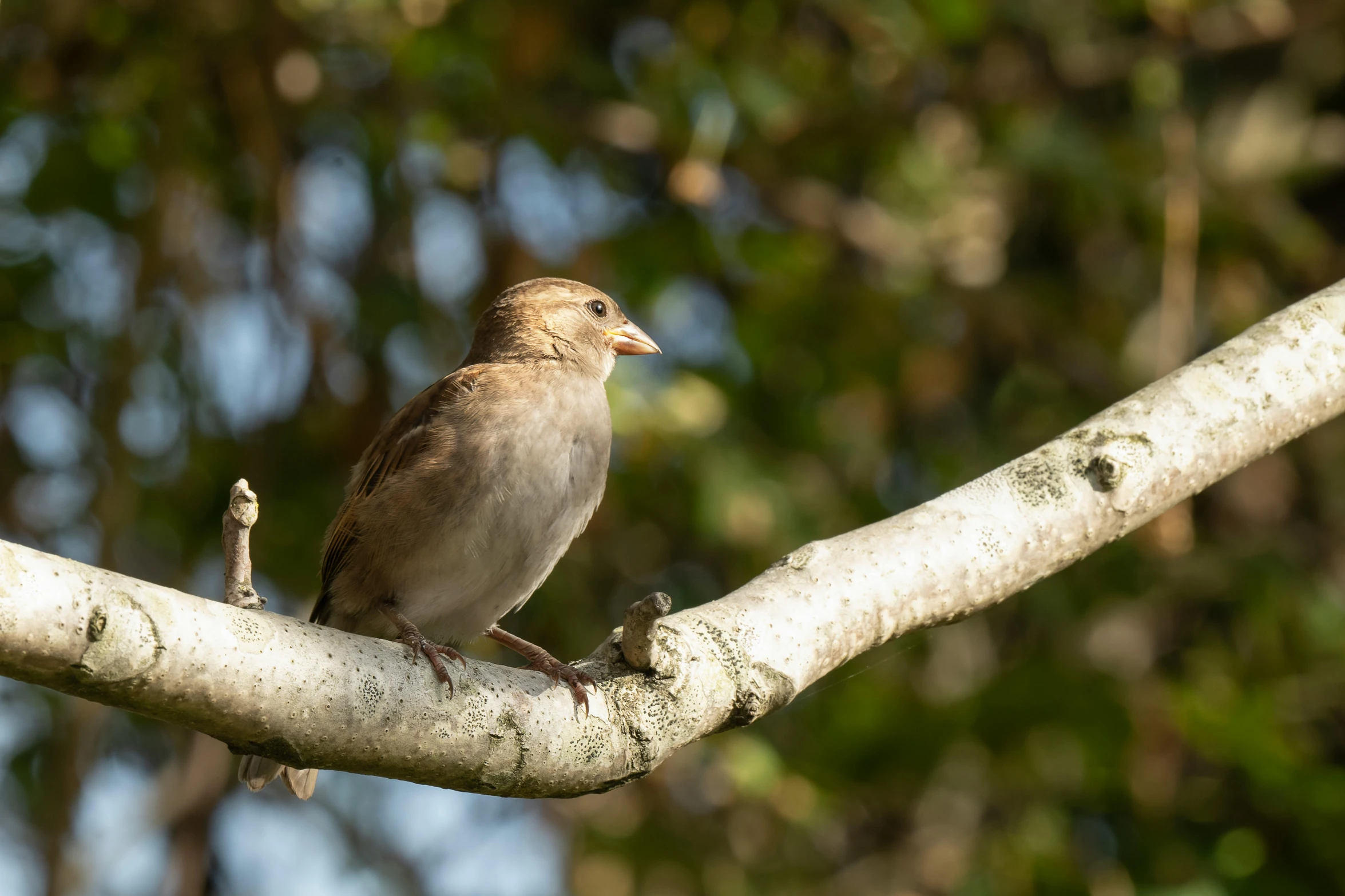 bird sitting on the nches of a tree in the day