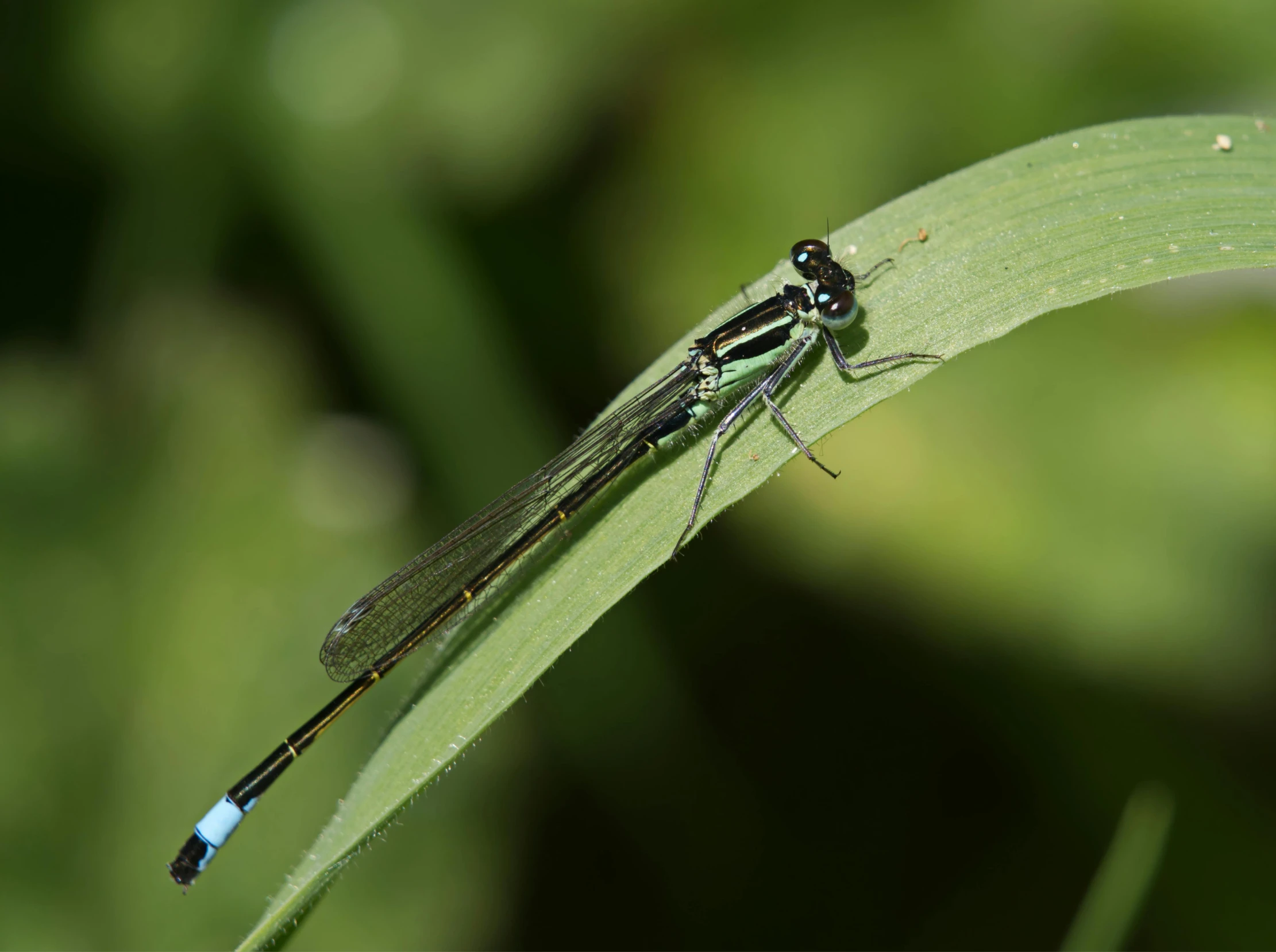 a bug sits on a green leaf in the sun