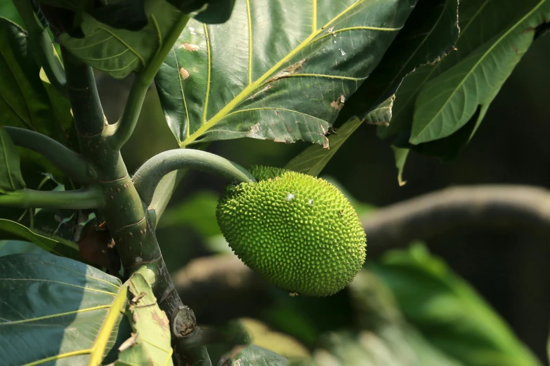 a large green flower is hanging on a tree