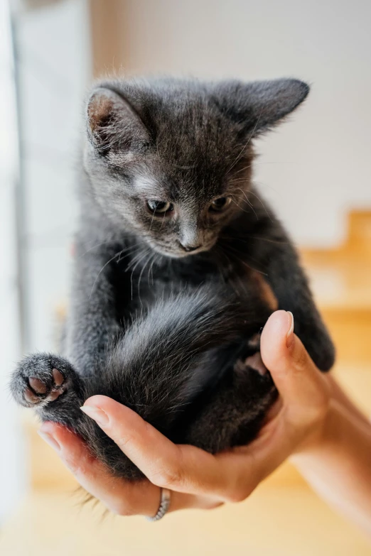 a small gray kitten sits on its hind legs