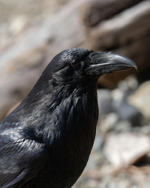 a close - up of a black bird sitting on the ground