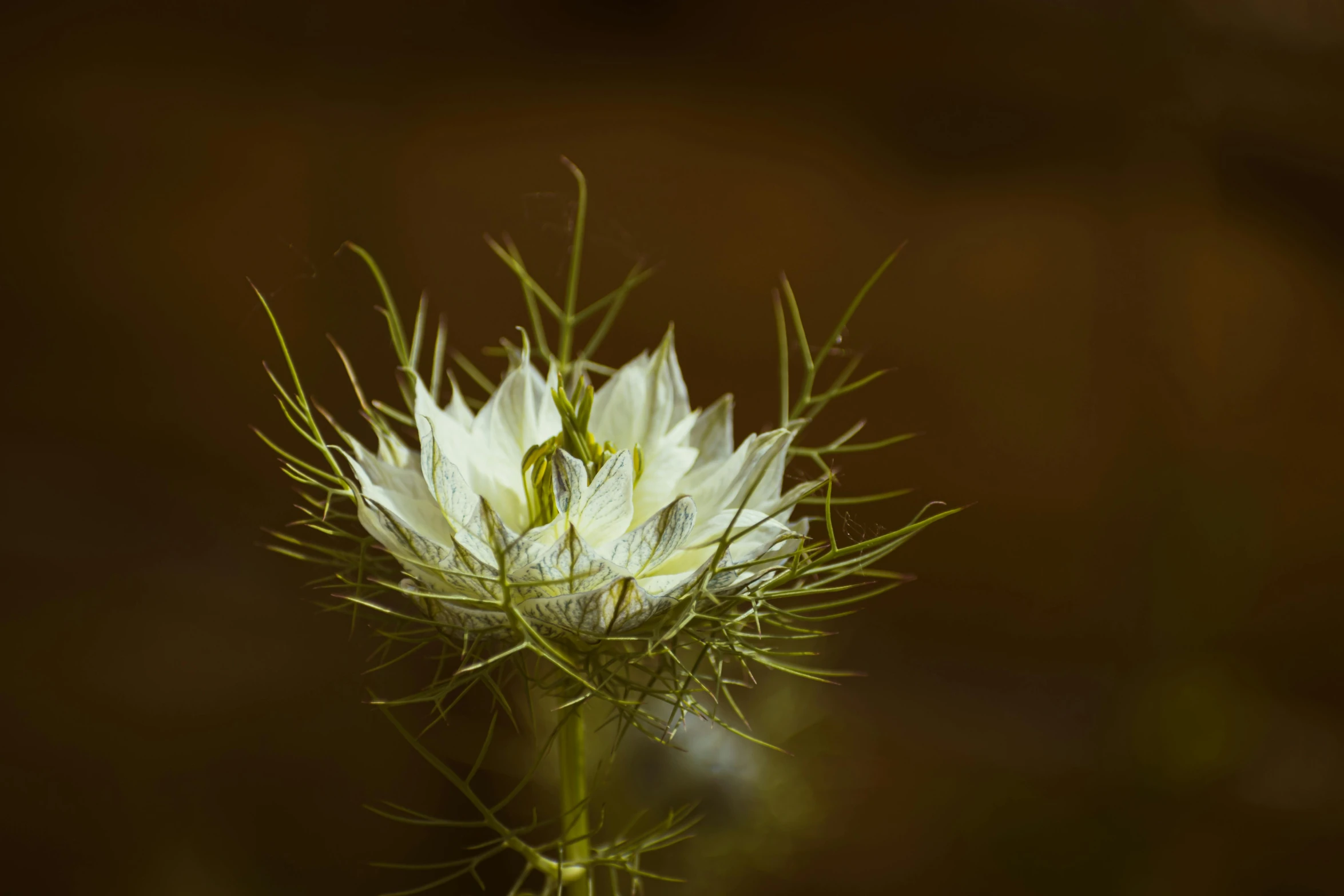 a plant with white flowers that appear to be blossoming