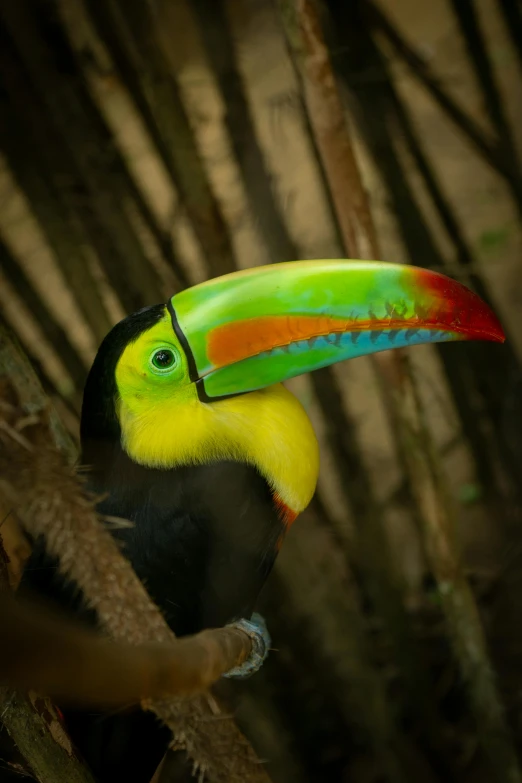 toucan bird in a wooded area with many nches