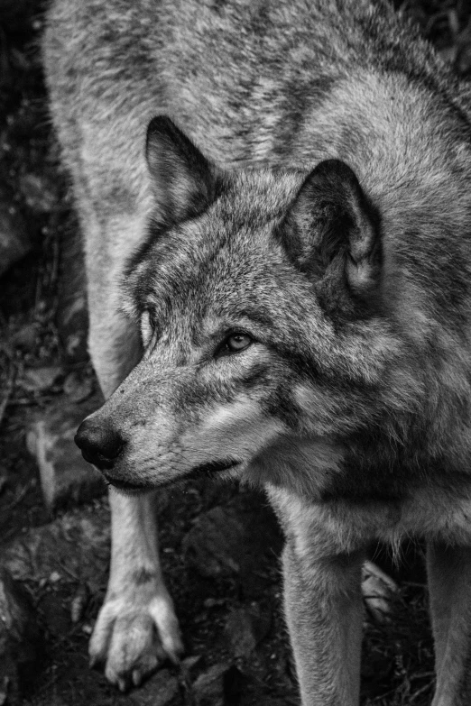 black and white po of a wolf standing next to grass